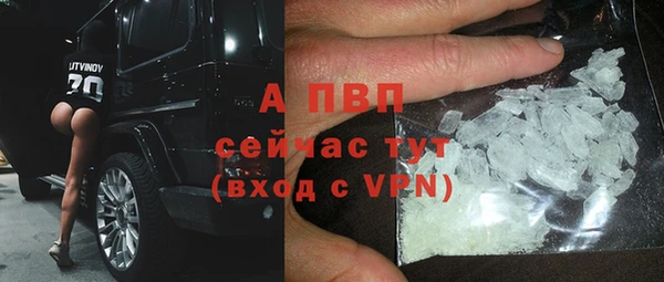 прущие грибы Коряжма